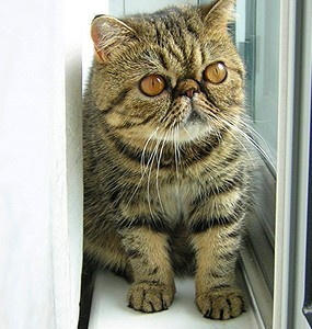 exotic shorthair cat lifespan
