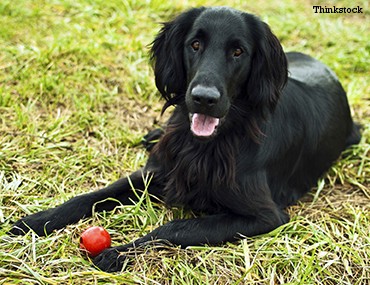 smooth coat retriever