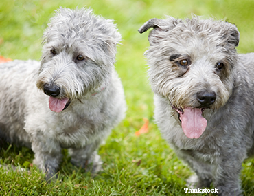 Download The Glen of Imaal Terrier