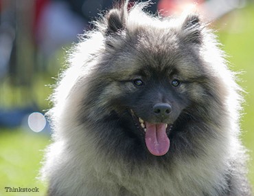 are white keeshond dog good with cats
