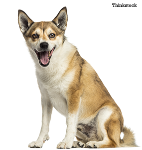 the norwegian lundehund