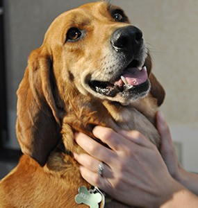 are redbone coonhounds good with children