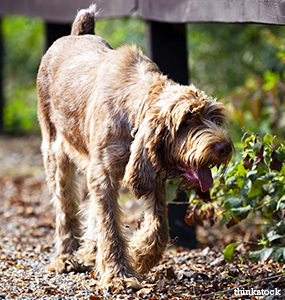 how long is a spinone italiano