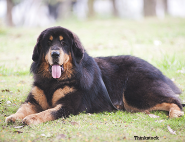 do tibetan mastiffs get along with cats