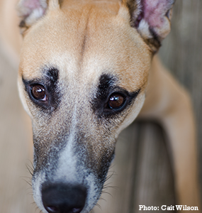 sad german shepherd pit bull mix