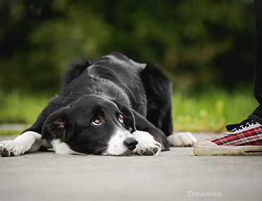 are dogs ashamed when they poop