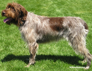 wirehaired pointing griffon dog breed