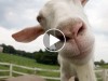 5 Awesomely Weird Animal Videos to Brighten Up Your Day