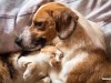 Picture showing a dog and cat together on bed implying the shared risk of chronic kidney disease