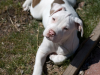 Abandoned and Abused, a Puppy is Saved by a Heroic Pit Bull