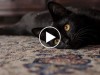 New Video Proves Black Cats Are Very Good Luck