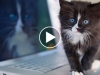 Cats Dominated The Viral Videos This Week–See How!