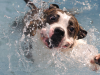 New Dog Swimming Study Surprises Canine Community