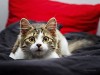 New Seizure Study Shows Your Cat Might Need Earplugs