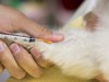 New Vaccine Site for Cats Could Save Lives