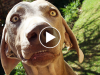 Pet Parents Tell Their Pups They’re Adopted and Their Reactions are Priceless