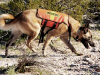Rescue Dogs Search Washington Mudslide