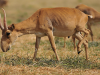 85,000 Rare Antelopes Perish in a Few Weeks — On Edge of Extinction