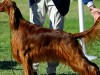 Dogs Poisoned at Dog Show