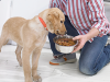 Second Company Recalls Dog Food Due to Listeria Concerns