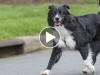 Border Collie running in the street
