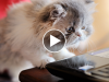 This Week’s Top 7 Cutest (and Strangest) Viral Pet Videos