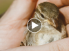 Rescued Baby Bird is Returned to Parents