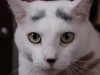 White cat with eyebrows