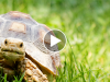 This Time the Tortoise Might Actually Beat the Hare
