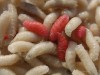 Treating Conditions with Maggots and Leeches