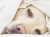 10 Signs of Cancer in Dogs