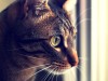 The 3 Most Common Cancers in Cats