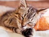 Kitten sleeping on a pillow