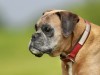Boxer Cardiomyopathy (AVCP): A Threat to the Boxer Breed