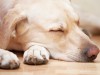 Can Dogs Have Narcolepsy?