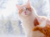 Caring for a Senior Cat: 7 Healthy Habits