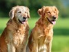 Caring for a Senior Dog: 7 Healthy Habits