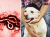 CDC Releases Information about Ebola and Pets