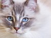Chronic Kidney Disease: What Does Kidney Failure in Cats Really Mean?