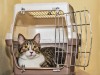 Cat in Crate