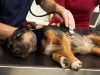 Dog and Cat Anesthesia Myths Part 3