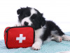 dog chewing on first aid kit