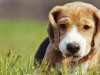 Ear Problems Leading to Otitis in Dogs