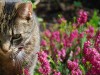 cat in a field of flowers