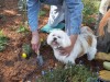 Fertilizer and Mulch Dangers for Dogs.