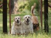 Finding the Right Dog Daycare
