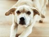 Hematuria: Blood in Urine of Dogs and Cats