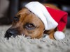 Holiday Pet Dangers: How to Keep Your Pet Safe This Year