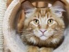 Hypertrophic Cardiomyopathy (HCM) in Cats