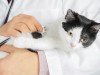 The Importance of Annual Veterinary Visits and Preventive Screenings for Your Pet